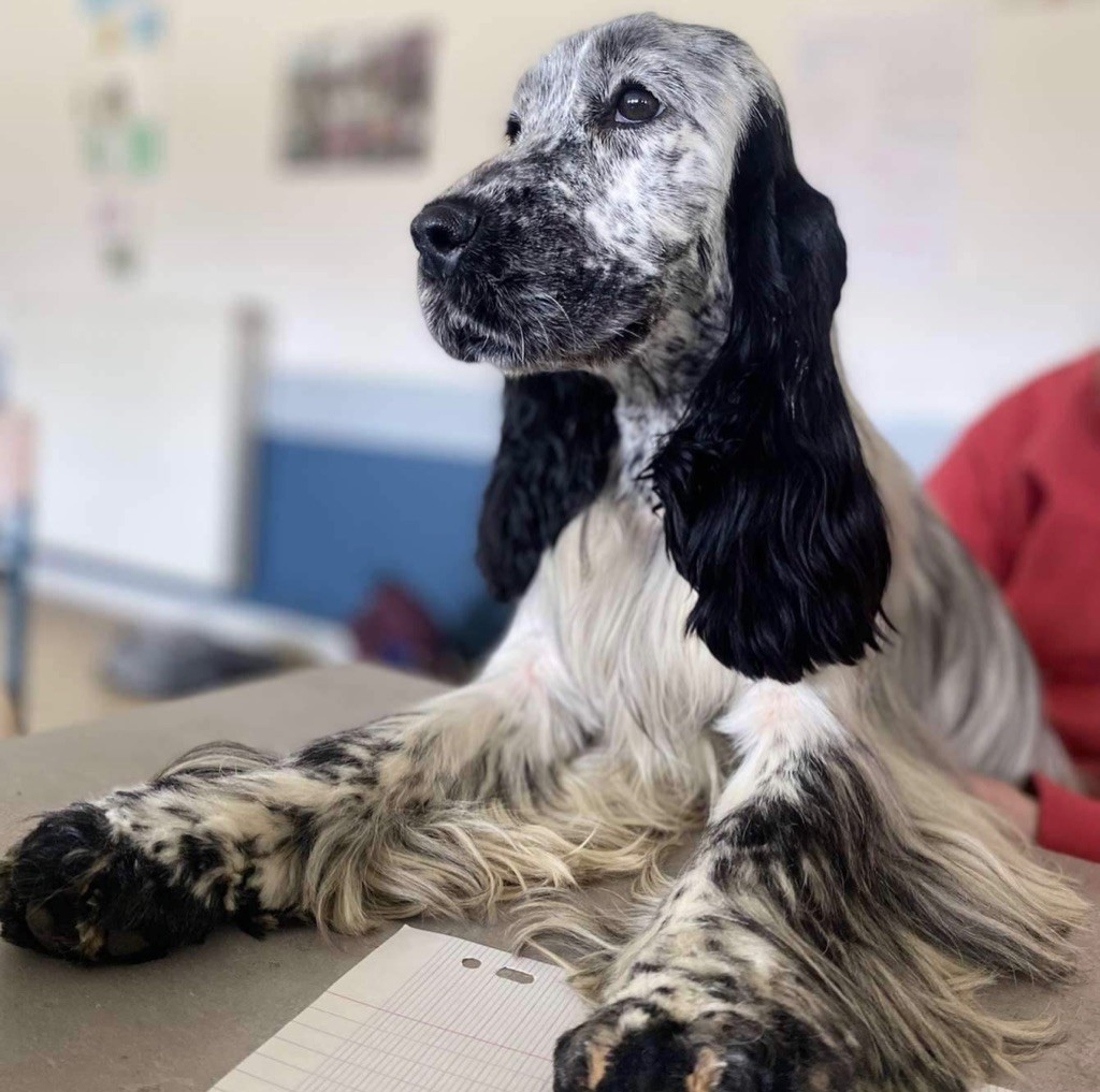 Les Cocker Spaniel Anglais de l'affixe Du Bas Pays D'Artois