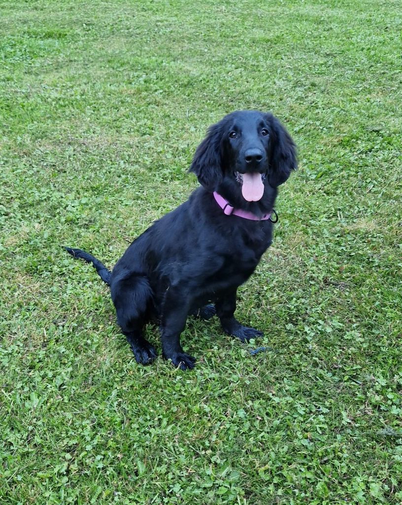 Les Flat Coated Retriever de l'affixe Du Bas Pays D'Artois